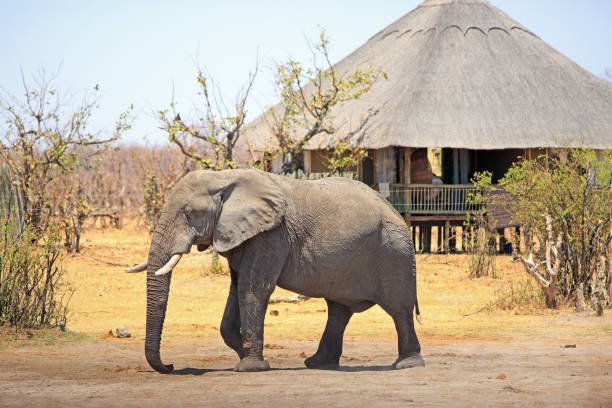 Top 5 Private Safari Parks in Tanzania