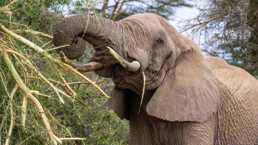 Big Five in Tanzania