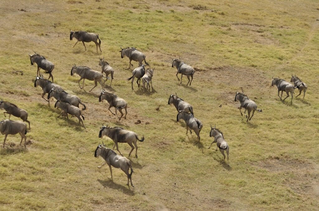 Luxury 7 Days Serengeti migration Safari